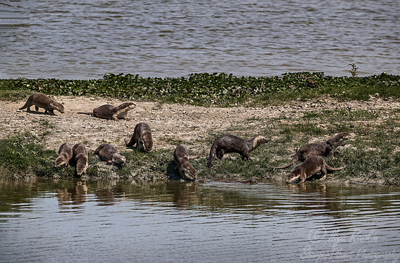 134 Smooth-coated Otters (Lutrogale perspicillata) - Kaziranga NP India