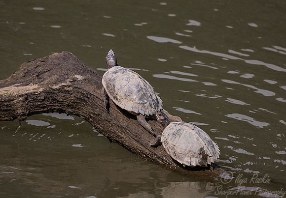 135 Assam Roofed Turtle (Pangshura sylhetensis) - Kaziranga NP India