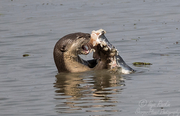 135 Smooth-coated Otter (Lutrogale perspicillata) - Kaziranga NP India