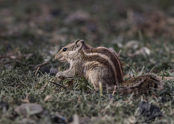136 Indian Palm Squirrel or Three-striped Squirrel (Funambulus palmarum) - Ranthambore NP India
