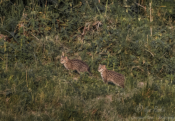143 Fishing Cat (Prionailurus viverrinus) - Kaziranga NP India