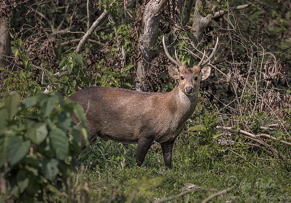 213 Indian Hog Deer (Hyelaphus porcinus) - Kaziranga NP India