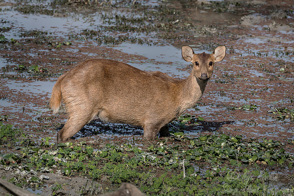 214 Indian Hog Deer (Hyelaphus porcinus) - Kaziranga NP India