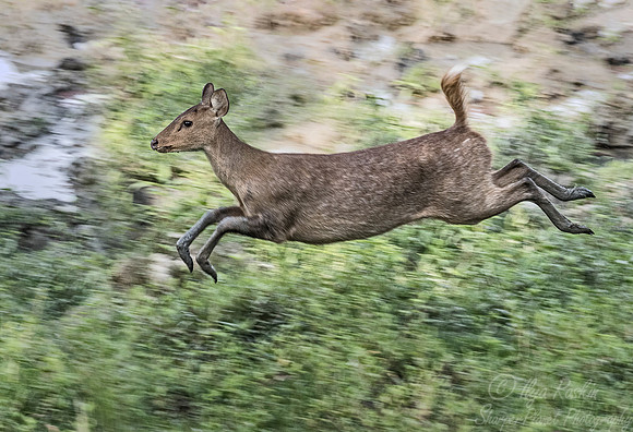 215 Indian Hog Deer (Hyelaphus porcinus) - Kaziranga NP India