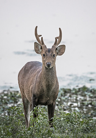 216 Indian Hog Deer (Hyelaphus porcinus) - Kaziranga NP India