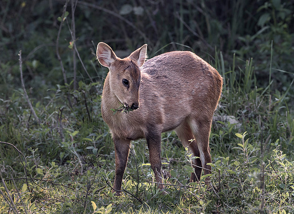 217 Indian Hog Deer (Hyelaphus porcinus) - Kaziranga NP India