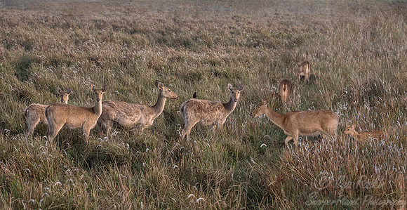218 Barasingha or Swamp Deer (Rucervus duvaucelii) - Kaziranga NP India