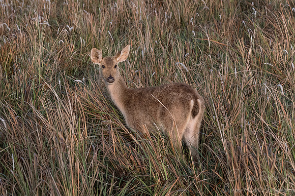 219 Barasingha or Swamp Deer (Rucervus duvaucelii) - Kaziranga NP India