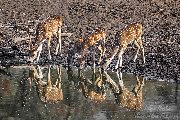 220 Chital or Indian Spotted Deer (Axis axis) - Bandhavgarh NP India