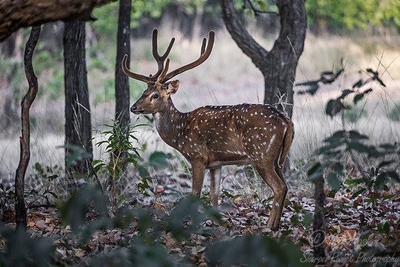 221 Chital or Indian Spotted Deer (Axis axis) - Bandhavgarh NP India