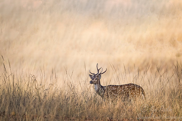 222 Chital or Indian Spotted Deer (Axis axis) - Bandhavgarh NP India