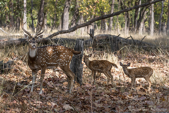 223 Chital or Indian Spotted Deer (Axis axis) - Bandhavgarh NP India