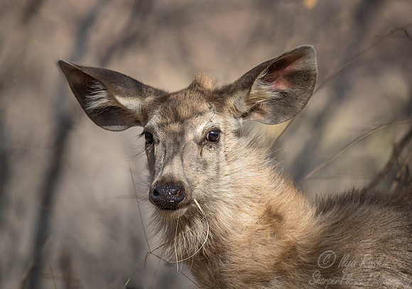 224 Sambar Deer (Rusa unicolor) - Ranthambore NP India