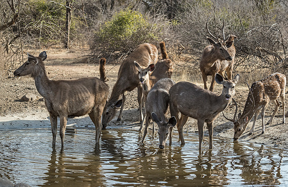 225 Sambar Deers (Rusa unicolor) and Chital Deer - Ranthambore NP India