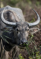 2018 India - Other Animals