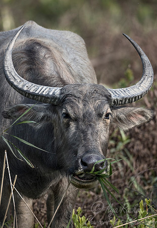 226 Water Buffalo (Bubalus arnee) - Kaziranga NP India