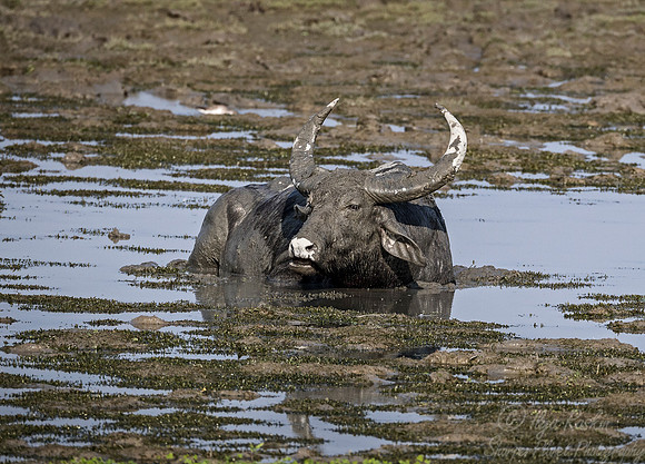 227 Water Buffalo (Bubalus arnee) - Kaziranga NP India