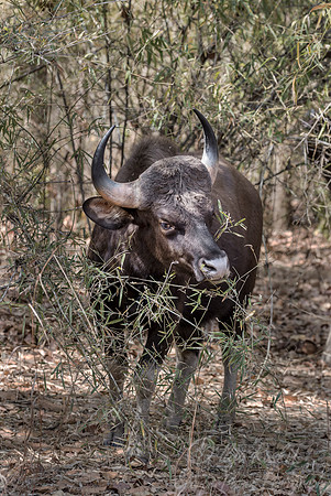 228 Gaur (Bos gaurus) - Ranthambore NP India