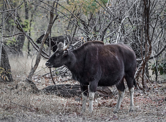229 Gaurs (Bos gaurus) - Ranthambore NP India