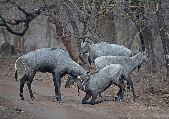 230 Gaurs (Bos gaurus) - Ranthambore NP India