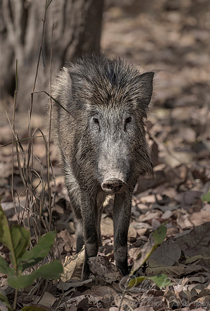 231 Wild Boar (Sus scrofa) -  Bandhavgarh NP India