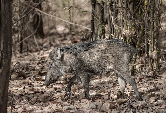 232 Wild Boar (Sus scrofa) -  Bandhavgarh NP India