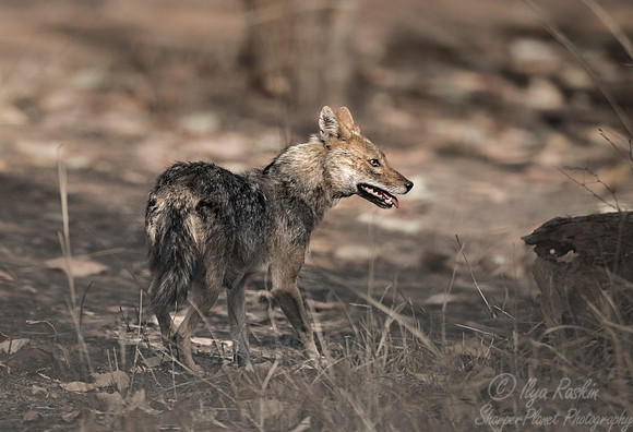 256 Indian Golden Jackal (Canis aureus indicus) - Bandhavgarh NP India
