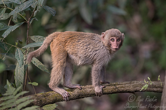 1098 Rhesus Macaque (Macaca mulatta) - Kaziranga NP India