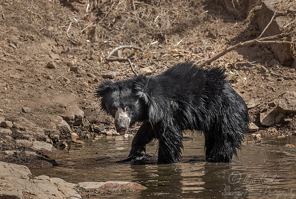 262 Sloth Bear (Melursus ursinus) - Ranthambore NP India