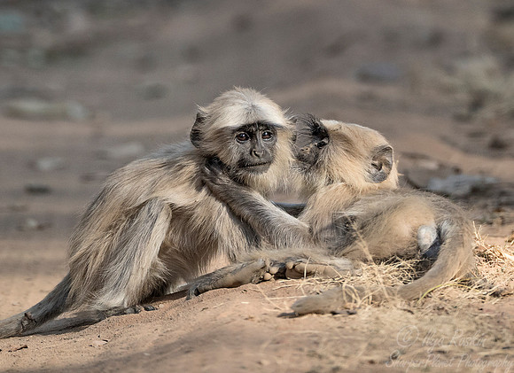 1103 Gray or Hanuman Langur (Presbytis entellus)  - Bandhavgarh NP India