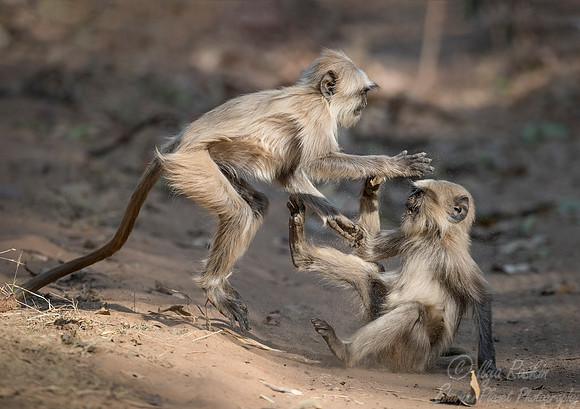 1104 Gray or Hanuman Langur (Presbytis entellus)  - Bandhavgarh NP India