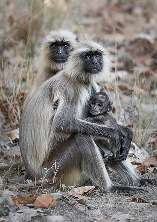 1105 Gray or Hanuman Langur (Presbytis entellus)  - Bandhavgarh NP India