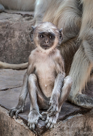 1107 Gray or Hanuman Langur (Presbytis entellus)  - Ranthambore NP India