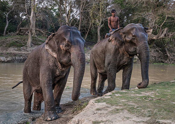012 Bandhavgarh NP India