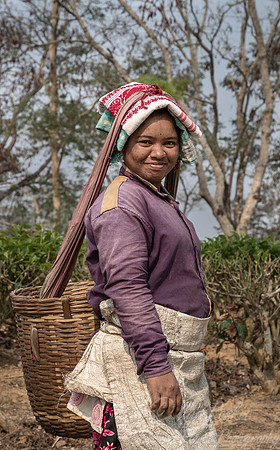 022 Tea Harvest - Asam India