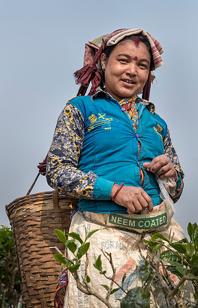 023 Tea Harvest - Asam India