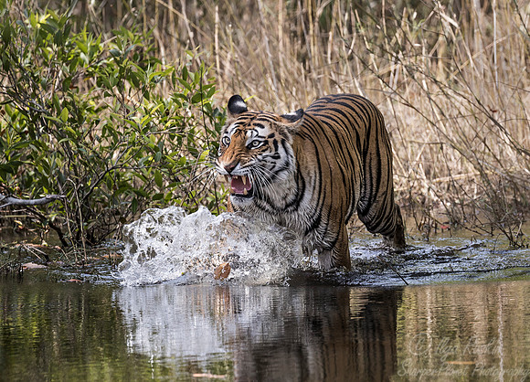 144 Bengal Tiger (Panthera tigris tigris) Bandhavgarh NP India