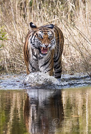 143 Bengal Tiger (Panthera tigris tigris) Bandhavgarh NP India