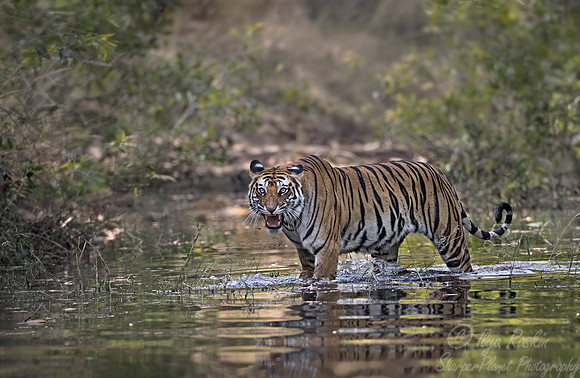 145 Bengal Tiger (Panthera tigris tigris) Bandhavgarh NP India