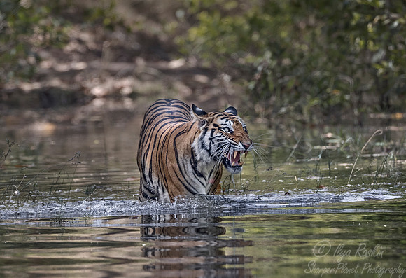 146 Bengal Tiger (Panthera tigris tigris) Bandhavgarh NP India