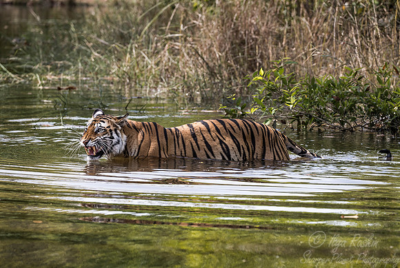 147 Bengal Tiger (Panthera tigris tigris) Bandhavgarh NP India