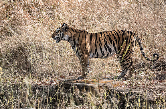 148 Bengal Tiger (Panthera tigris tigris) Bandhavgarh NP India