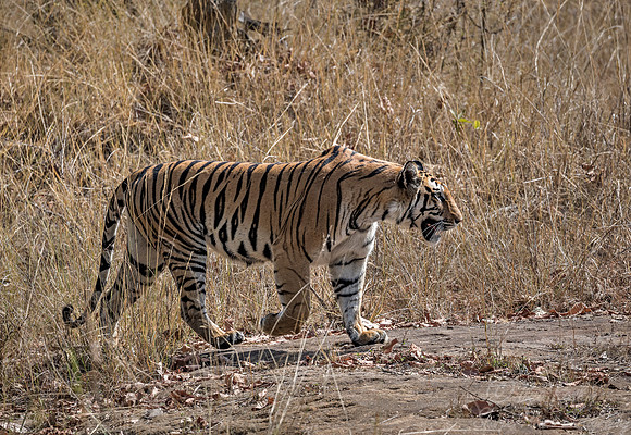 149 Bengal Tiger (Panthera tigris tigris) Bandhavgarh NP India