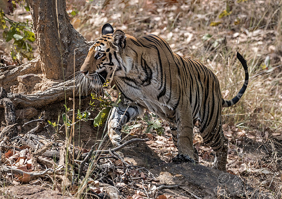 150 Bengal Tiger (Panthera tigris tigris) Bandhavgarh NP India