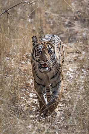 151 Bengal Tiger (Panthera tigris tigris) Bandhavgarh NP India