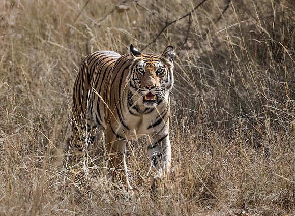 152 Bengal Tiger (Panthera tigris tigris) Bandhavgarh NP India