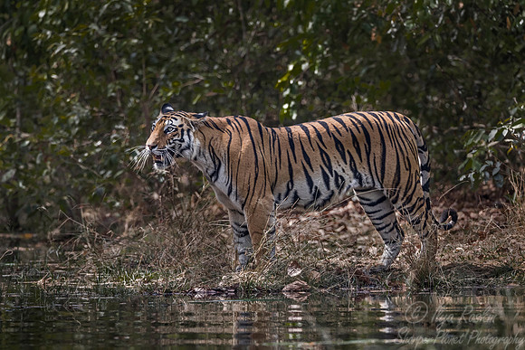 153 Bengal Tiger (Panthera tigris tigris) Bandhavgarh NP India