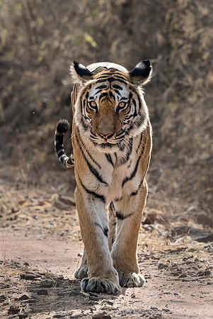 154 Bengal Tiger (Panthera tigris tigris) Bandhavgarh NP India