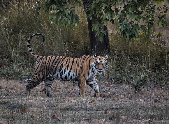 155 Bengal Tiger (Panthera tigris tigris) Bandhavgarh NP India