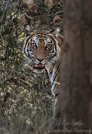 156 Bengal Tiger (Panthera tigris tigris) Bandhavgarh NP India